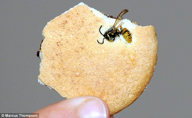 jaffa_wasp.jpg