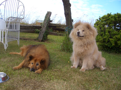 shyla+willy_small.jpg