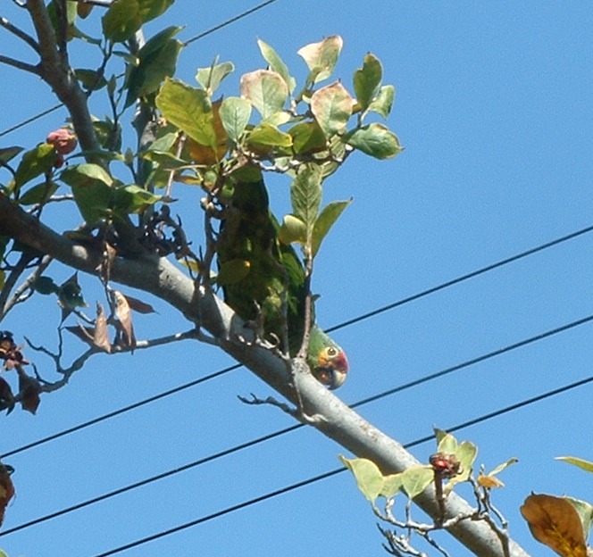 A parrot in my backyard.