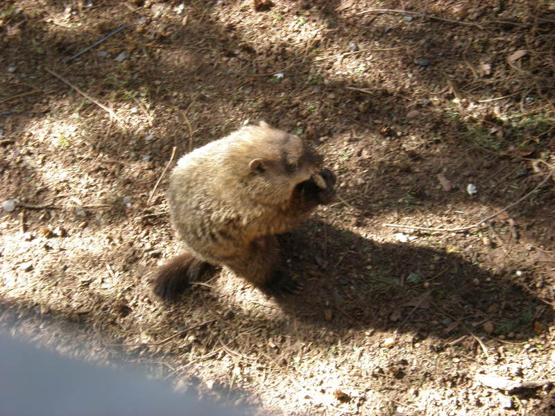 groundhog.jpg